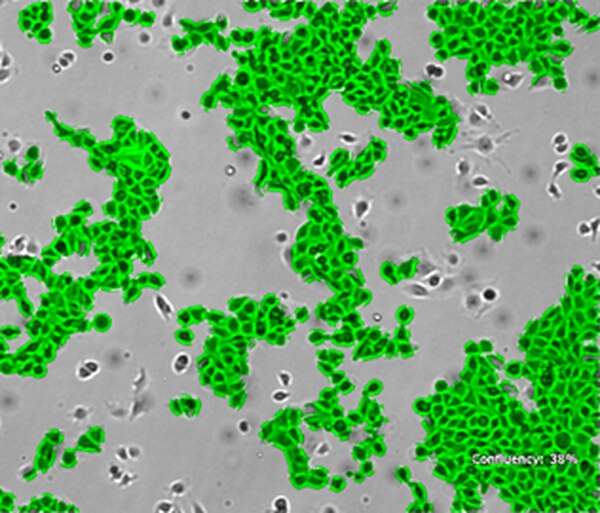 BT-RMS Brain-tropic RET Melanoma-sorted Mouse Cell Line | SCC465